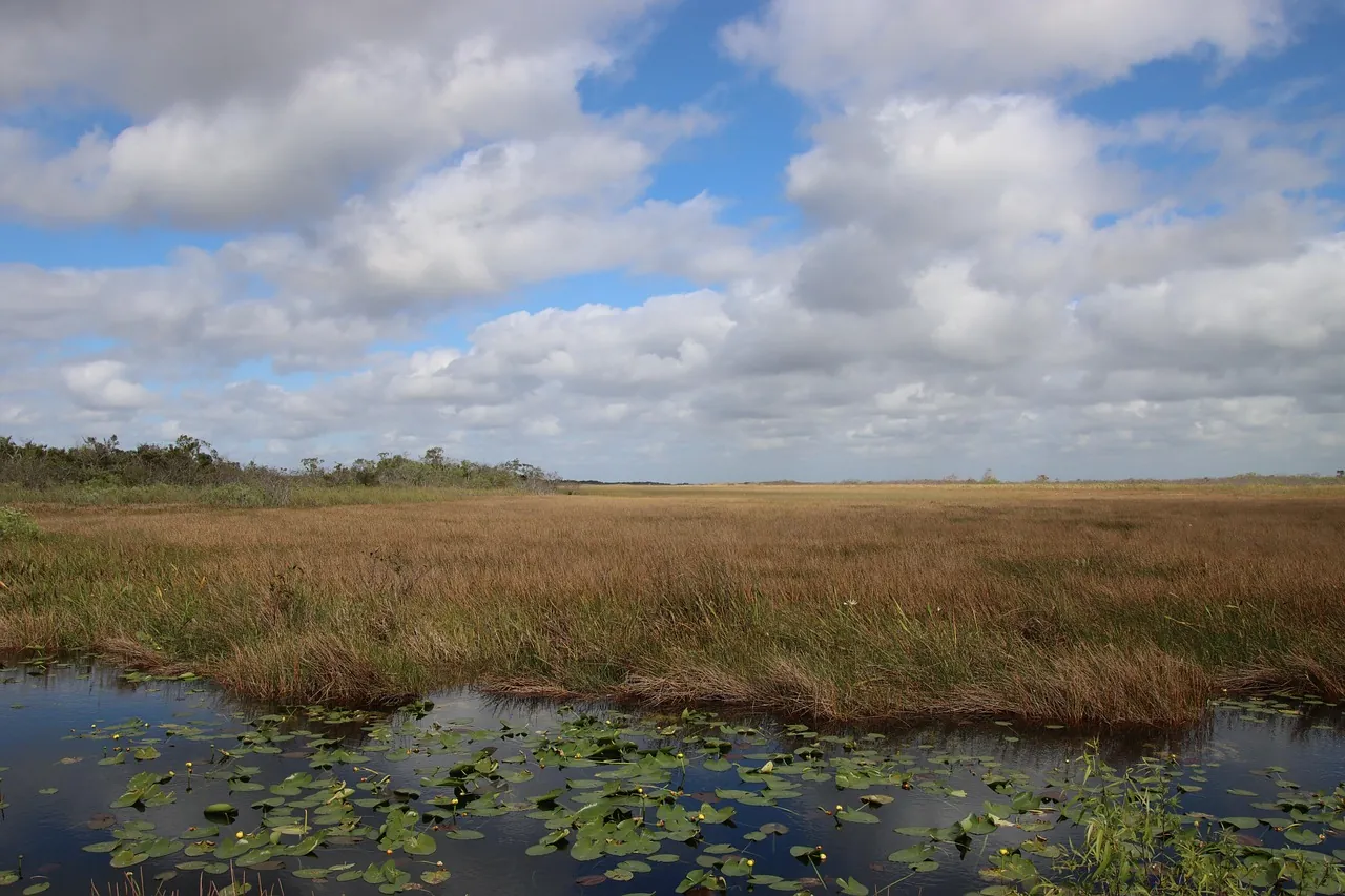 Sawgrass marsh with lily pads under a cloudy sky in the Everglades region of South Florida