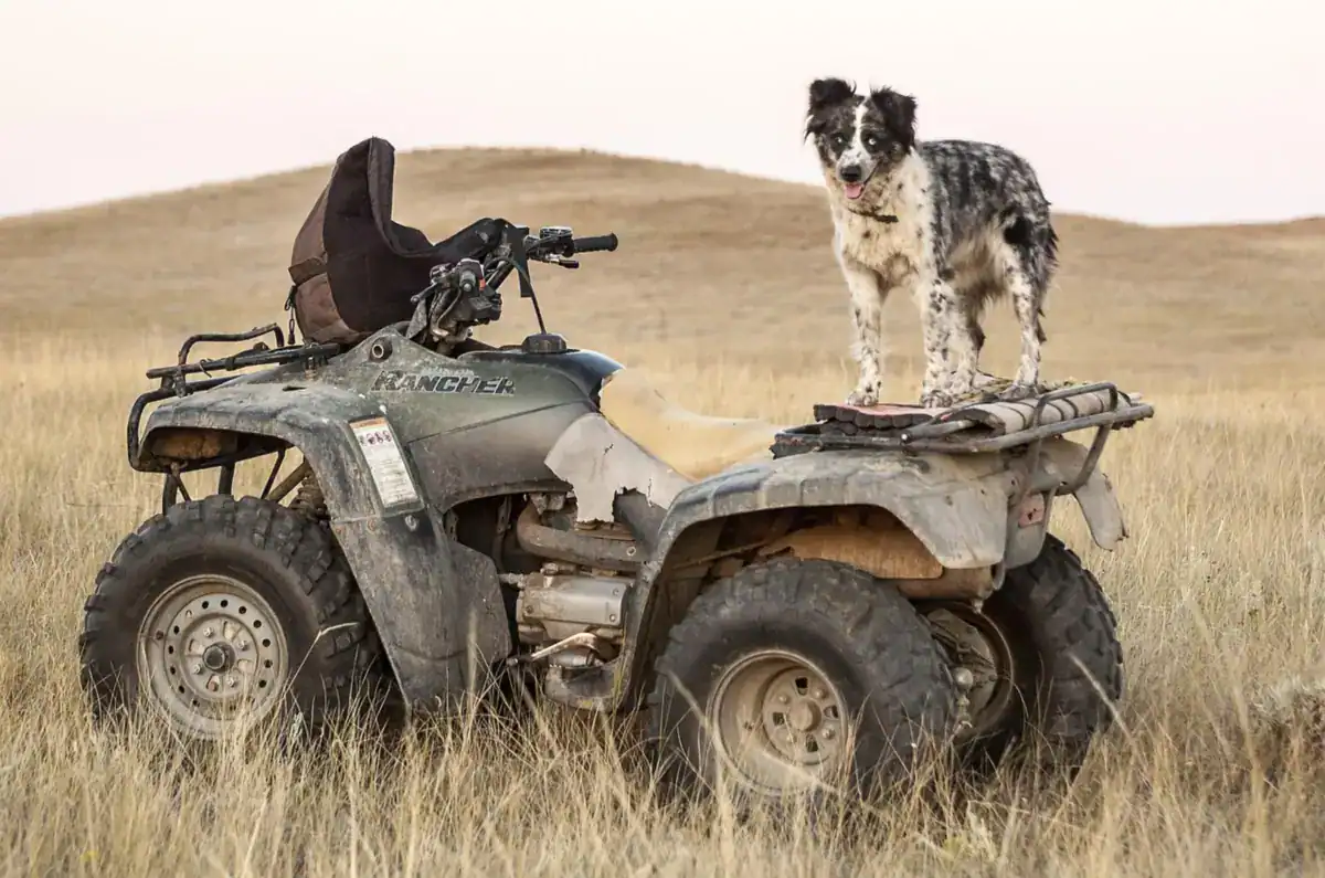 Weathered green ATV parked in dry grass with a dog standing on the rear rack