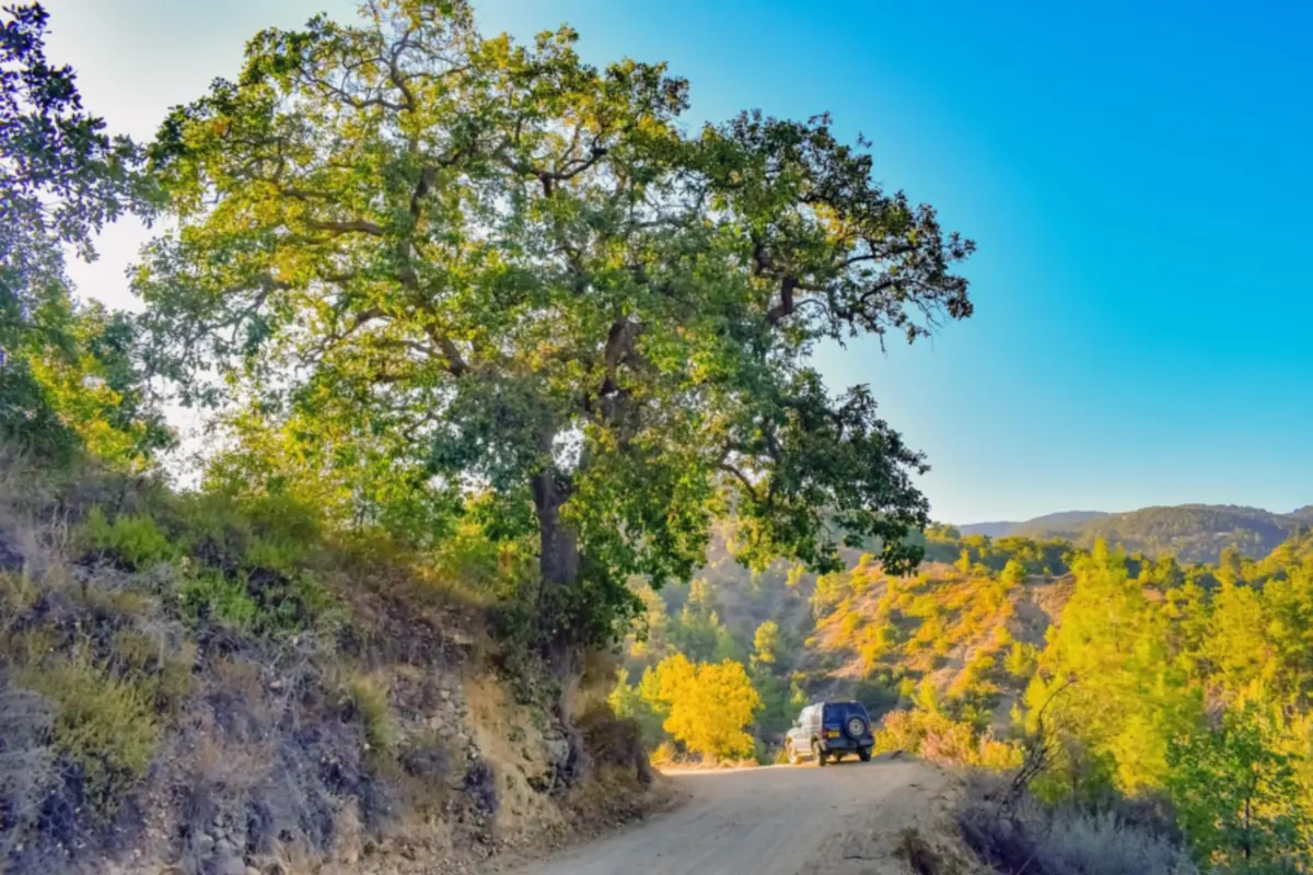 SUV driving on a graded dirt road through trees and open hillside on a sunny day