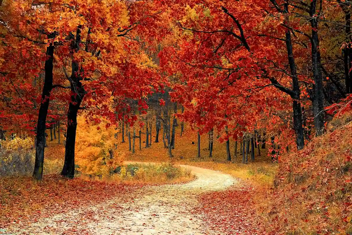 Gravel trail winding through a forest of red and orange autumn leaves