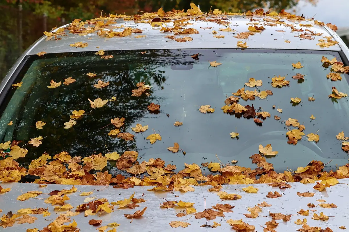 Fallen maple leaves covering the roof and windshield of a parked silver car