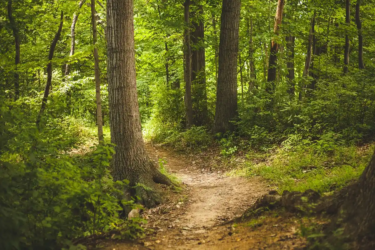 A narrow dirt footpath winding through a green hardwood forest, the kind of hiking trail that is closed to vehicles